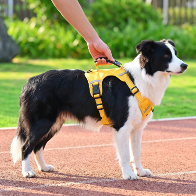 Harnais chien réfléchissant jaune porté par un Border Collie avec maintien par la poignée de sécurité.