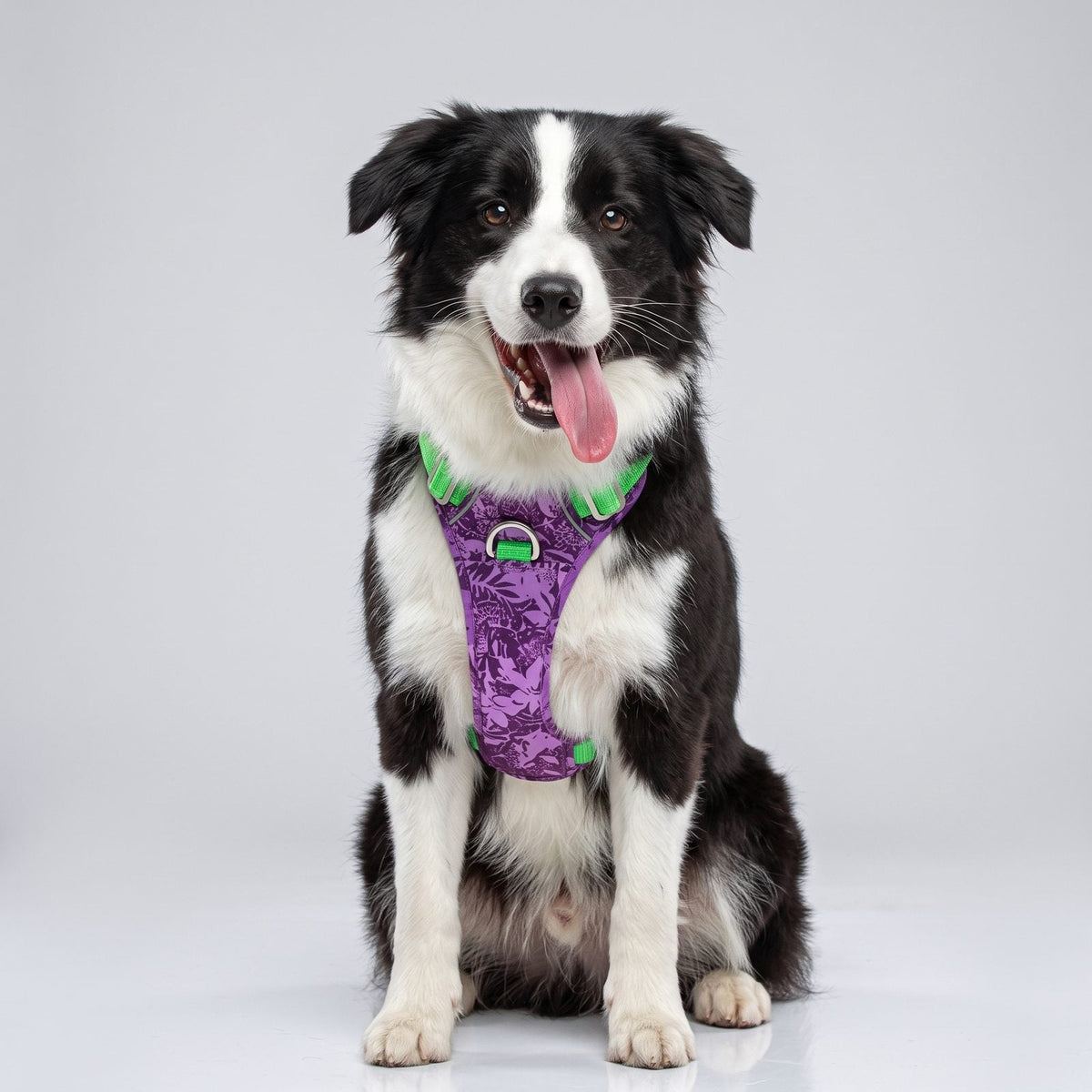 Border Collie de face portant le harnais chien step-in anti-traction camouflage mauve