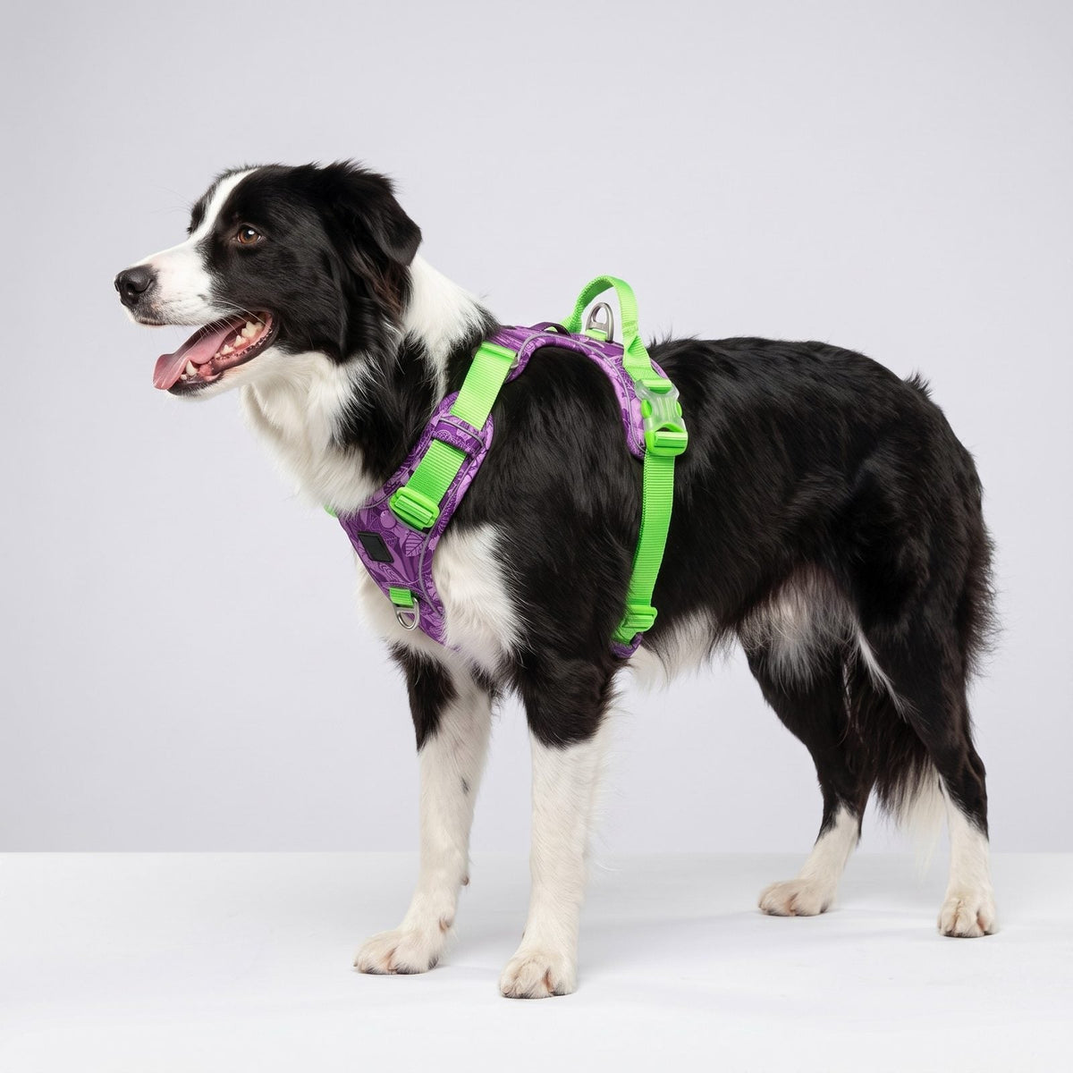 Border Collie de profil portant le harnais chien step-in anti-traction camouflage mauve