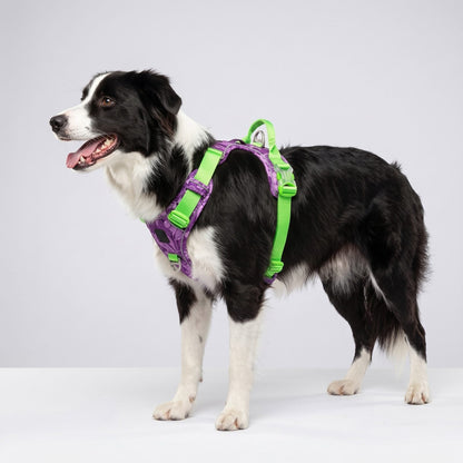 Border Collie de profil portant le harnais chien step-in anti-traction camouflage mauve