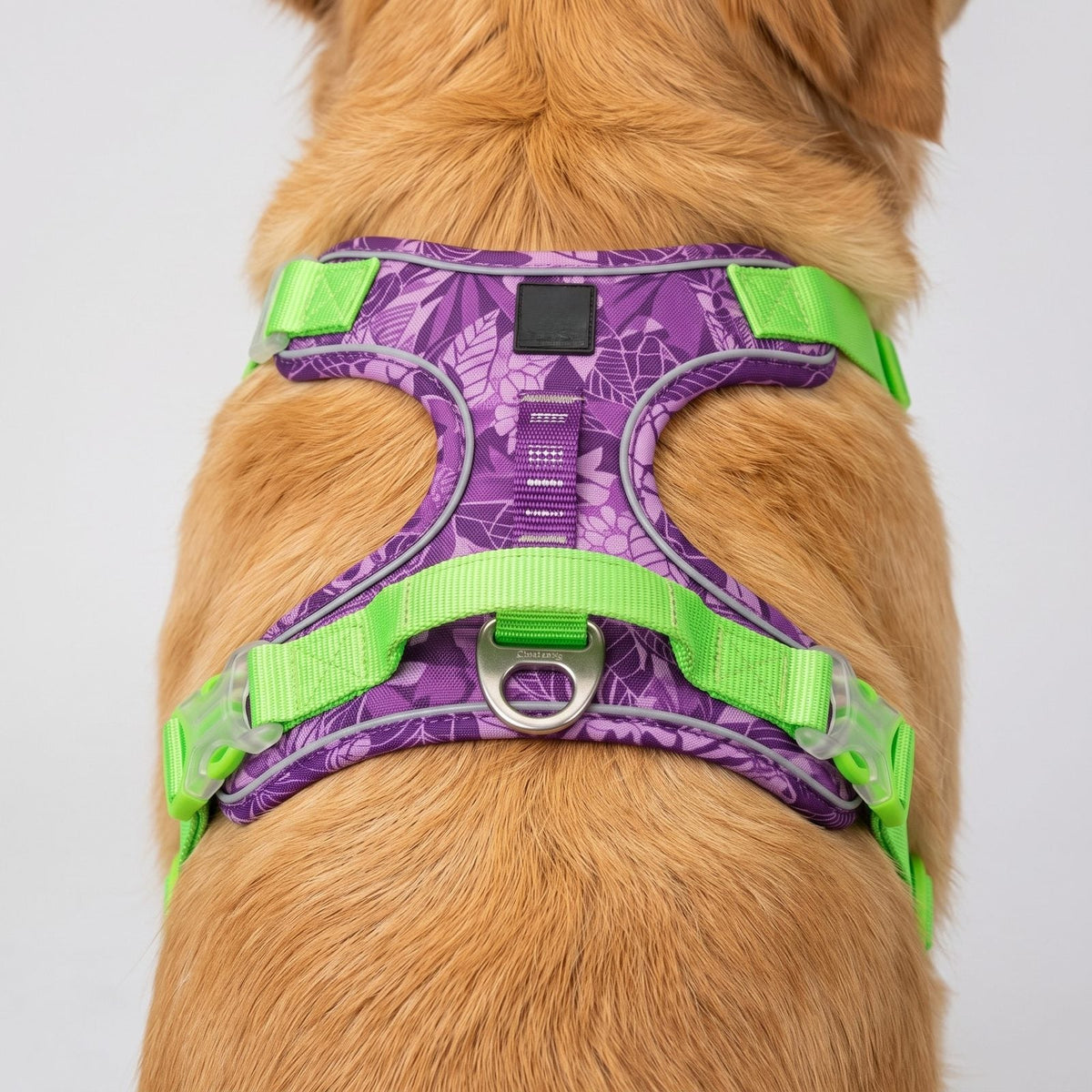 Détail de l'anneau en D et de la construction dorsale du harnais chien step-in anti-traction camouflage mauve sur un Golden Retriever