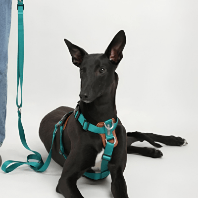 harnais en y polyvalent pour promenades, randonnées et éducation – HiDREAM™