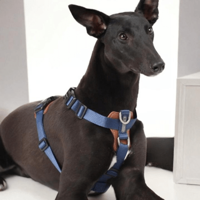 harnais en y ultra-confort pour longues balades sans irritations – HiDREAM™