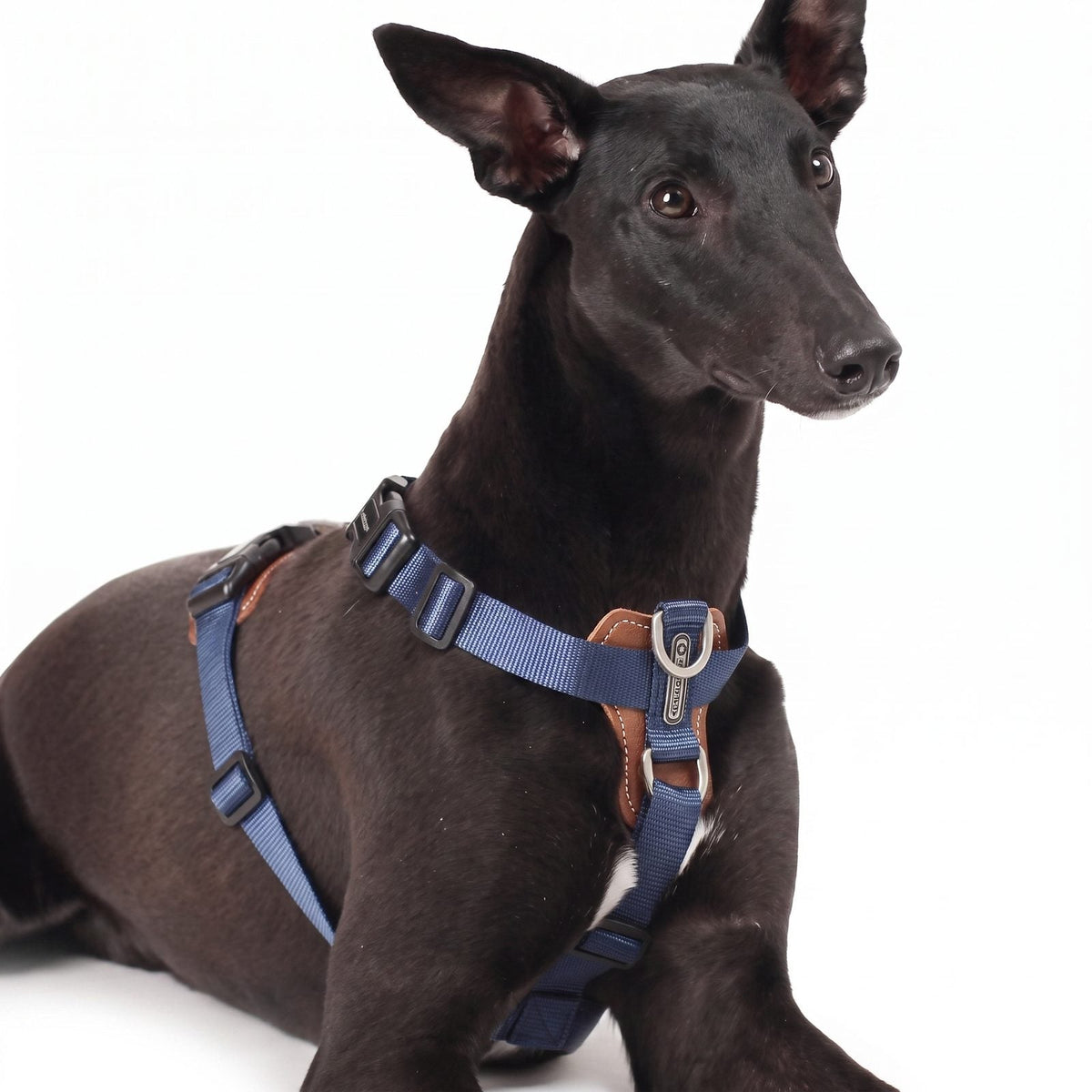 Portrait de face d'un chien portant le harnais en Y HiDREAM bleu marine, détail de la boucle et de la plaque en cuir