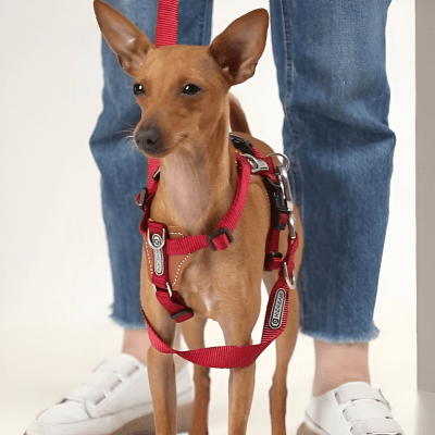 harnais en y design ergonomique respectant l’anatomie canine – HiDREAM™