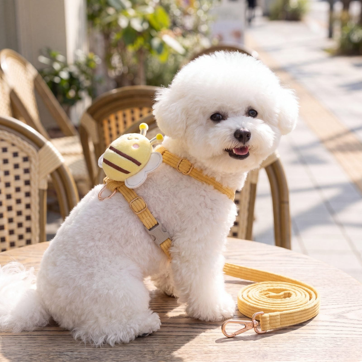 Bichon blanc assis sur une terrasse, portant le harnais petit chien abeille 3D jaune avec sa laisse