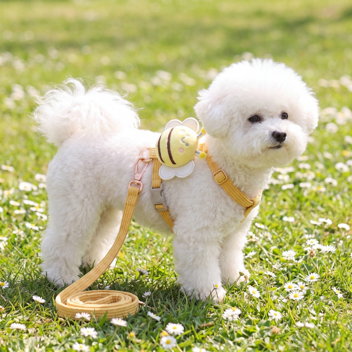 Bichon blanc sur une pelouse fleurie de pâquerettes, portant le harnais petit chien abeille 3D jaune et sa laisse