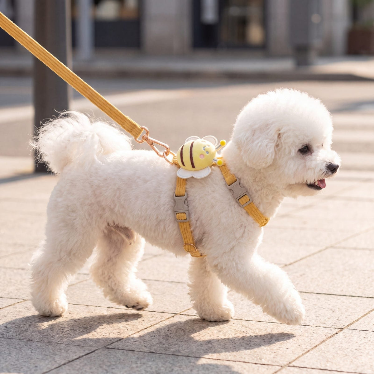 Bichon blanc qui trotte de profil en ville, portant le harnais petit chien abeille 3D jaune et sa laisse