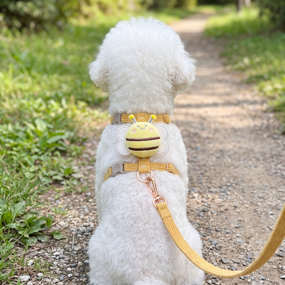 Bichon blanc vu de dos sur un chemin de parc, harnais petit chien abeille 3D jaune avec l'abeille en peluche sur le dos et la laisse