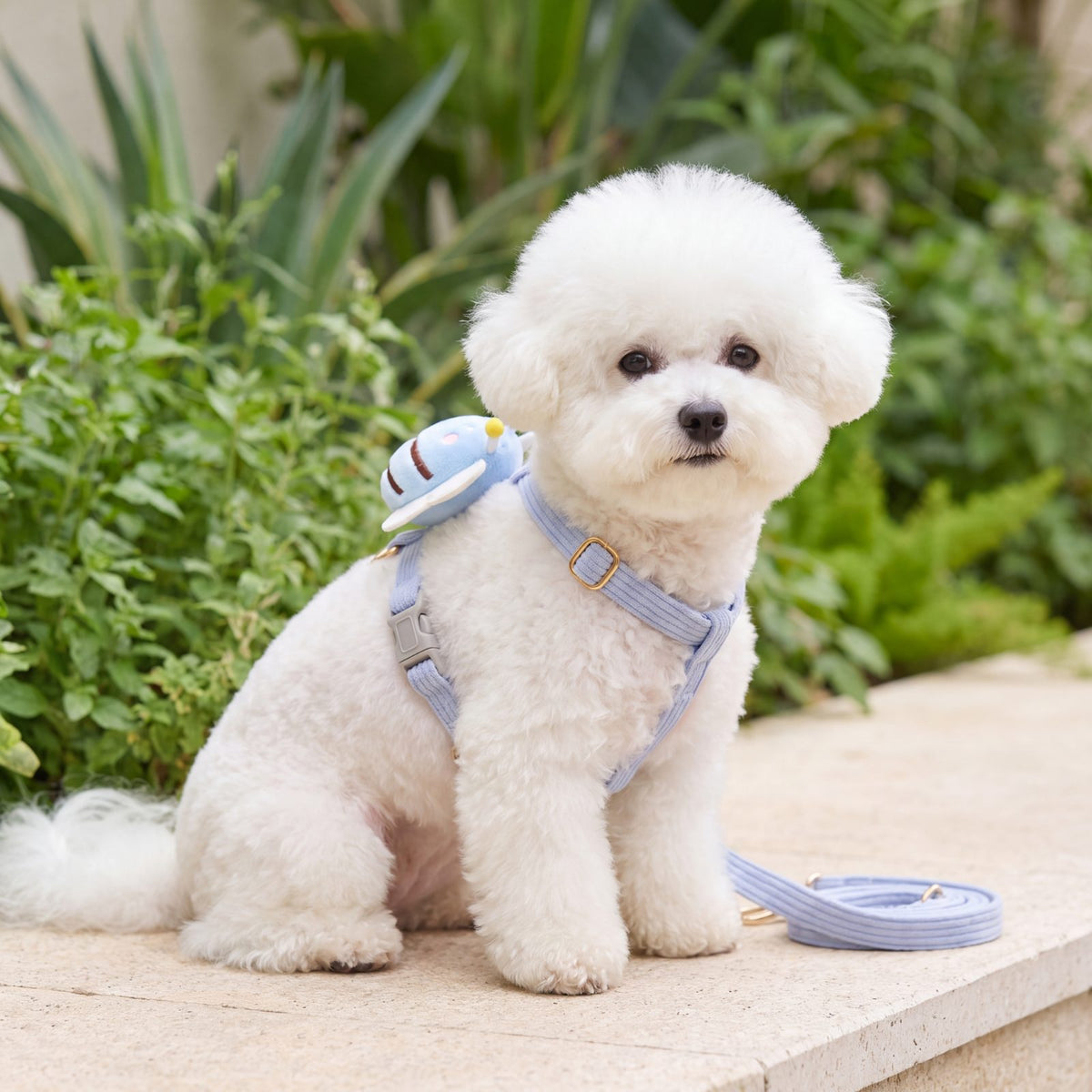 Bichon blanc assis de face sur une terrasse, portant le harnais petit chien abeille 3D bleu avec sa laisse