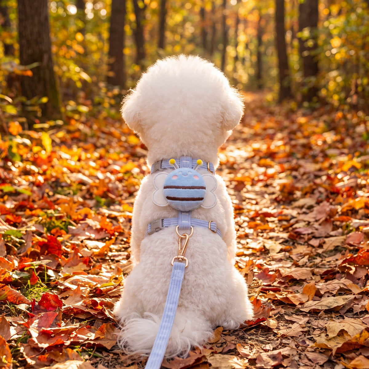 Bichon blanc en balade sur un chemin de forêt couvert de feuilles d'automne, portant le harnais petit chien abeille 3D bleu