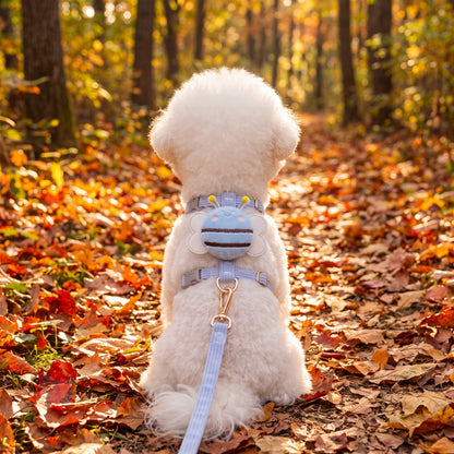 Bichon blanc en balade sur un chemin de forêt couvert de feuilles d'automne, portant le harnais petit chien abeille 3D bleu