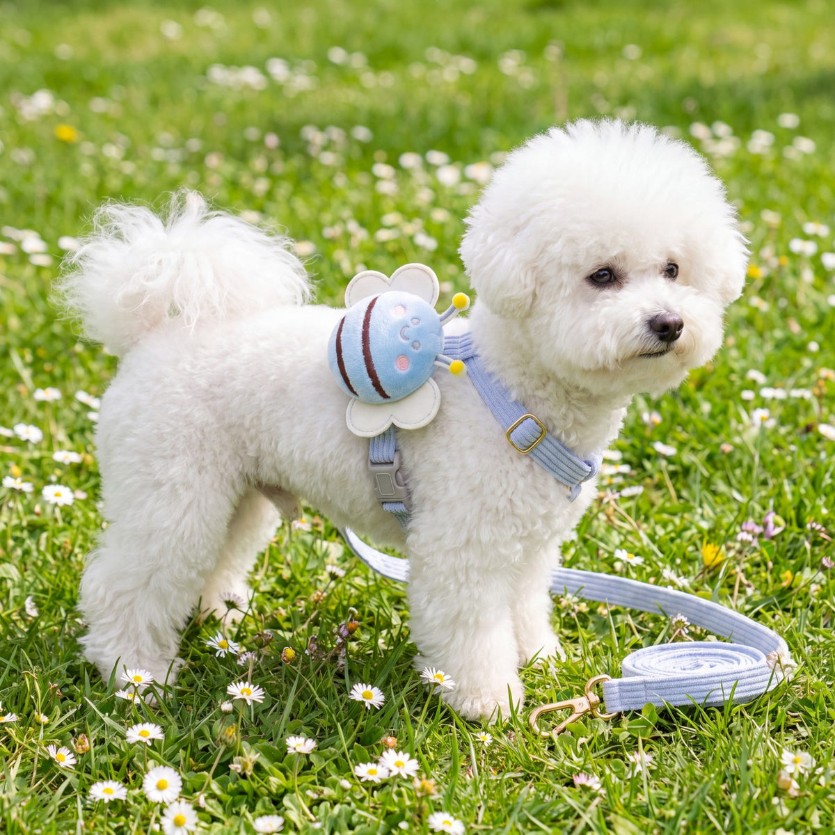 Bichon blanc sur une pelouse fleurie de pâquerettes, portant le harnais petit chien abeille 3D bleu et sa laisse