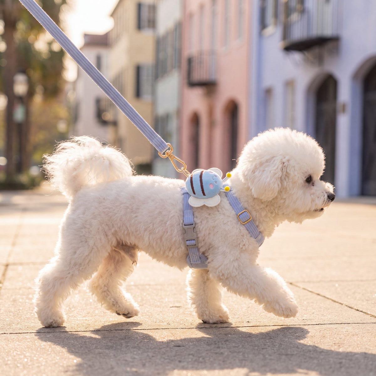 Bichon blanc qui trotte de profil en ville, portant le harnais petit chien abeille 3D bleu et sa laisse