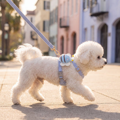 Bichon blanc qui trotte de profil en ville, portant le harnais petit chien abeille 3D bleu et sa laisse
