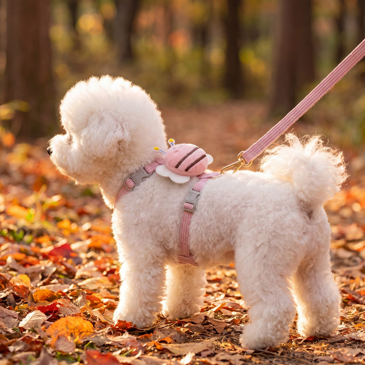 Bichon blanc en balade dans la forêt d'automne avec le harnais petit chien abeille 3D rose et sa laisse