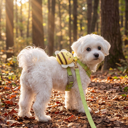 Bichon maltais qui marche dans un sous-bois en automne avec un harnais abeille 3D vert pomme et sa laisse
