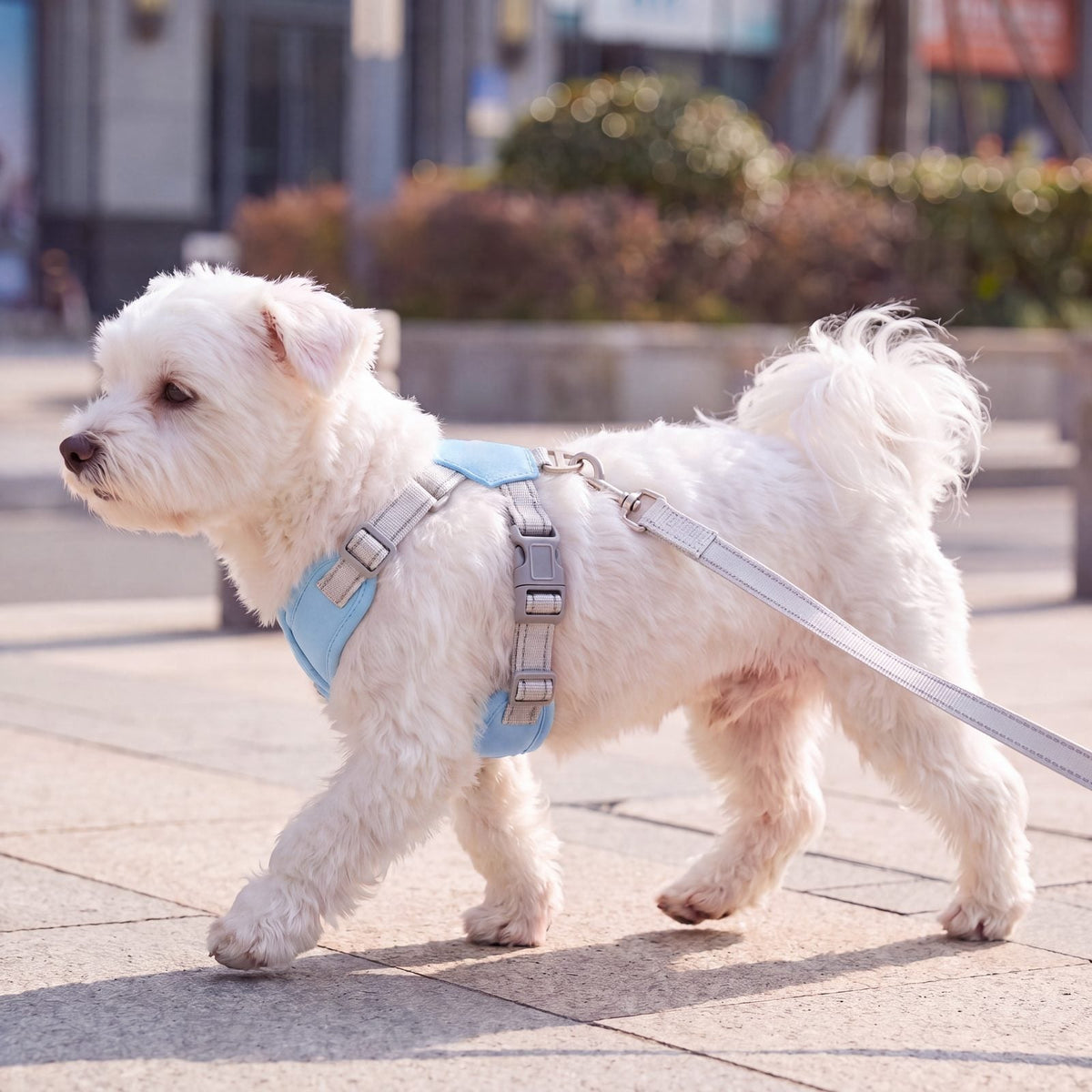 Bichon maltais blanc qui trotte de profil en ville avec un harnais croisé bleu ciel en X et sa laisse grise