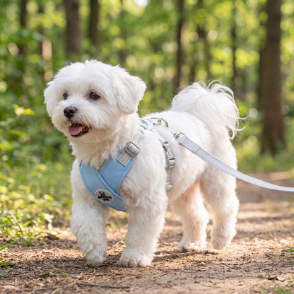 Bichon maltais blanc qui marche sur un sentier en forêt avec un harnais croisé bleu ciel en X et sa laisse grise