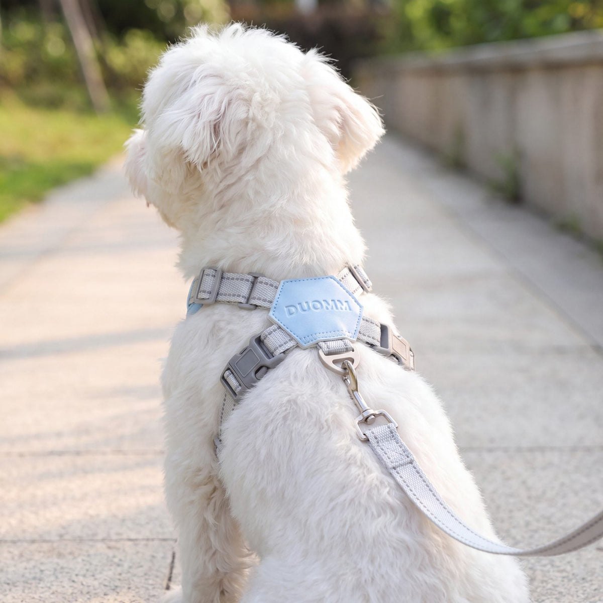 Bichon maltais blanc vu de dos sur un chemin pavé avec un harnais croisé bleu ciel en X et sa laisse grise