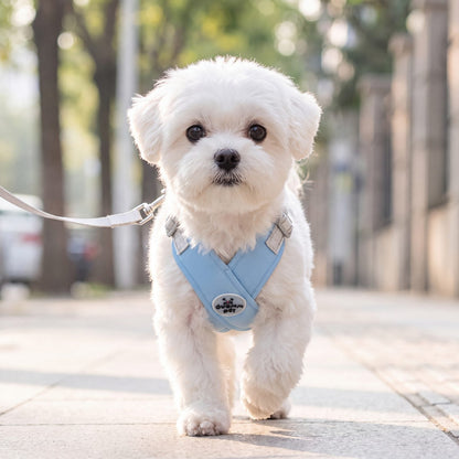 Bichon maltais blanc qui marche en ville vers l'objectif avec un harnais croisé bleu ciel en X et sa laisse grise