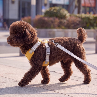 Caniche toy marron qui trotte de profil en ville avec un harnais croisé en X jaune et sa laisse grise