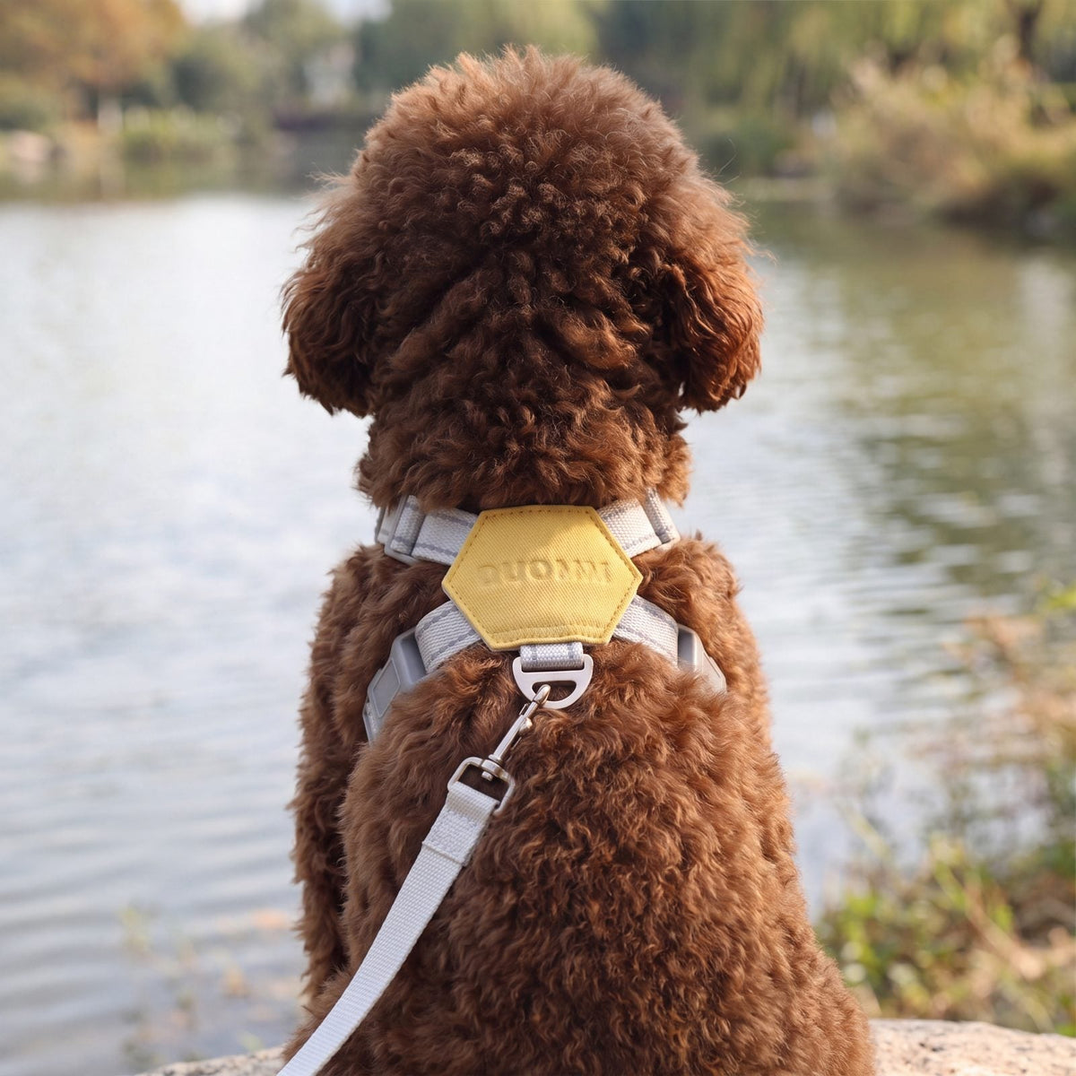 Caniche toy marron assis de dos au bord d'un lac avec un harnais croisé en X jaune, le patch hexagonal, l'anneau métallique et la laisse grise bien visibles