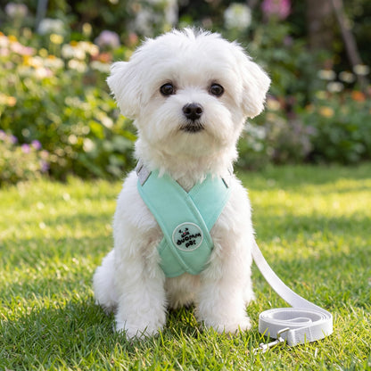 Bichon maltais blanc assis de face dans un jardin fleuri avec un harnais croisé en X vert menthe et sa laisse grise posée dans l'herbe