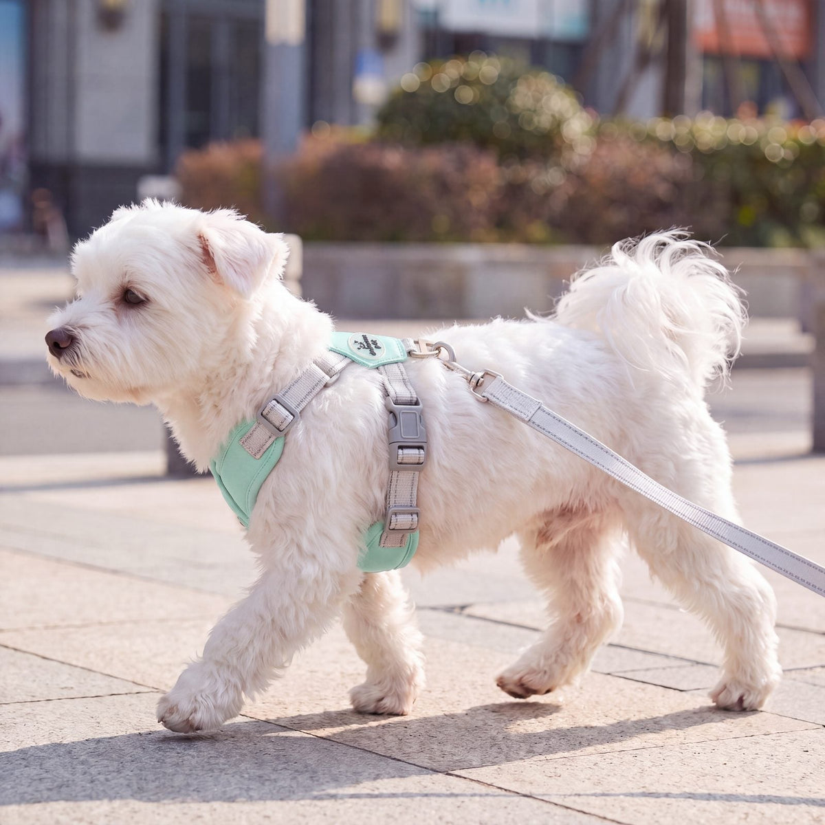 Bichon maltais blanc qui trotte de profil sur un trottoir ensoleillé avec un harnais croisé vert menthe et sa laisse grise