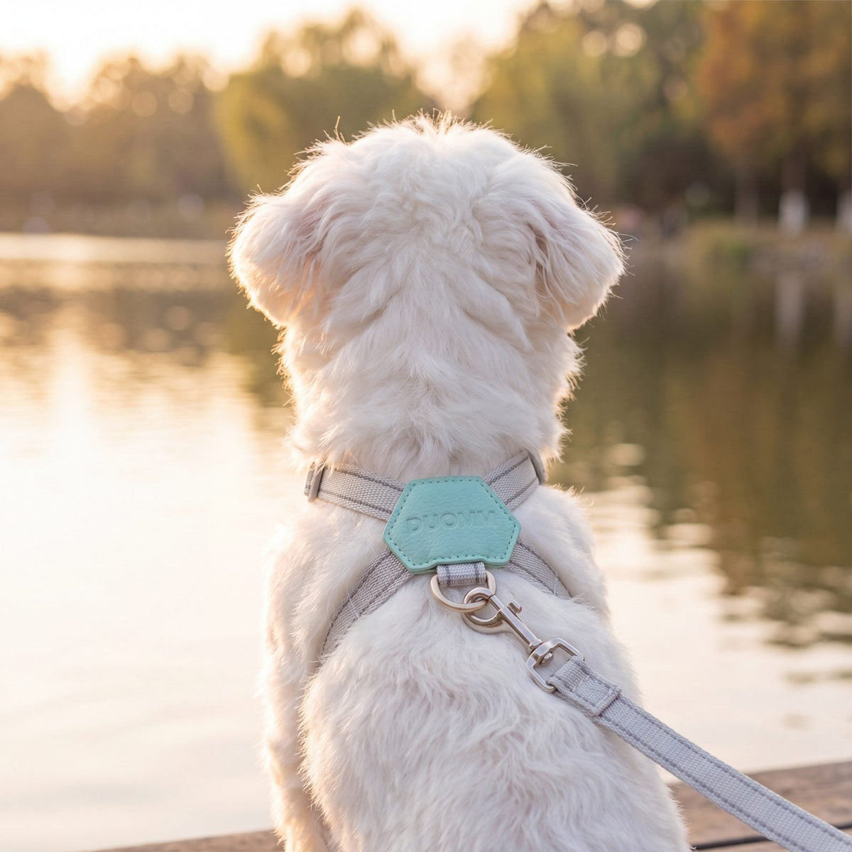 Bichon maltais blanc vu de dos au bord d'un lac au coucher du soleil avec un harnais vert menthe, patch hexagonal et laisse grise