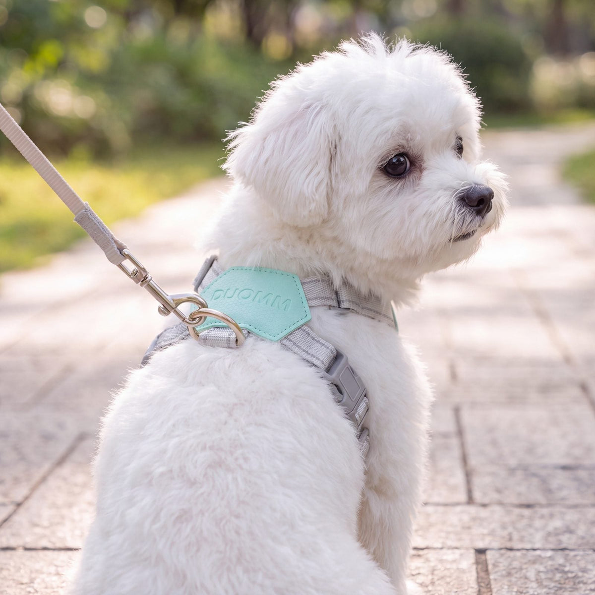 Bichon maltais blanc vu de dos sur un chemin pavé avec un harnais vert menthe, patch hexagonal et anneau en D reliés à la laisse grise