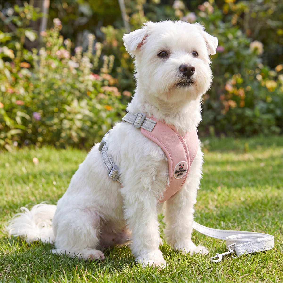 Bichon maltais blanc assis dans un jardin fleuri, portant un harnais croisé rose avec sa laisse