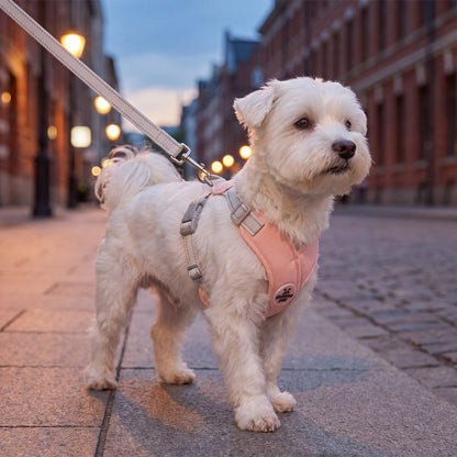 Bichon maltais en promenade au crépuscule dans une rue éclairée, harnais croisé rose à sangles réfléchissantes