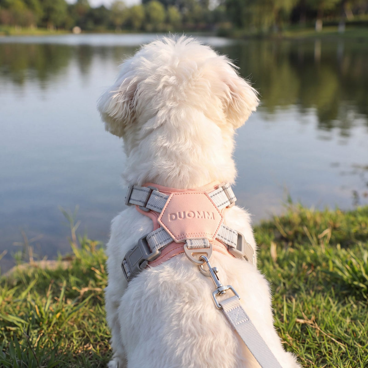 Bichon maltais vu de dos au bord d'un lac, harnais croisé rose avec patch hexagonal et anneau