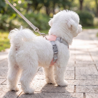 Bichon maltais vu de dos sur une allée pavée, portant un harnais croisé rose avec laisse