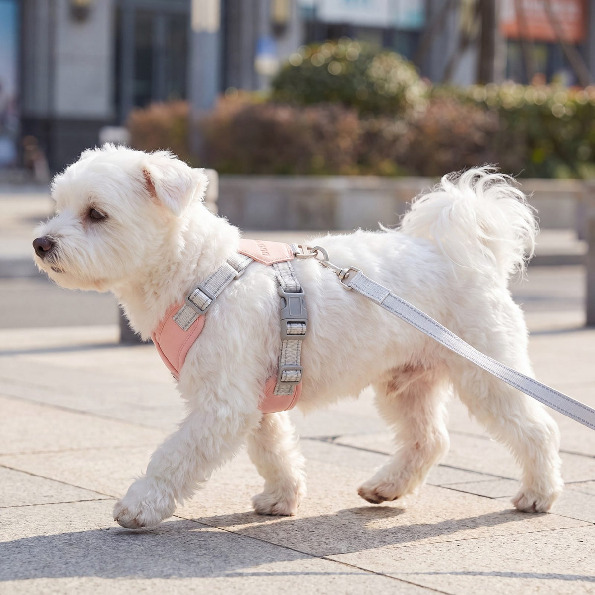 Bichon maltais trottant de profil sur un trottoir en ville avec un harnais croisé rose et sa laisse