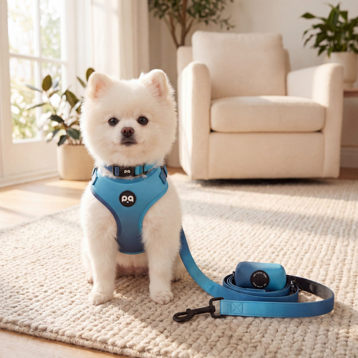 Petit chien blanc assis de face dans un salon portant l'ensemble harnais et collier dégradé bleu, laisse et distributeur de sacs posés à côté