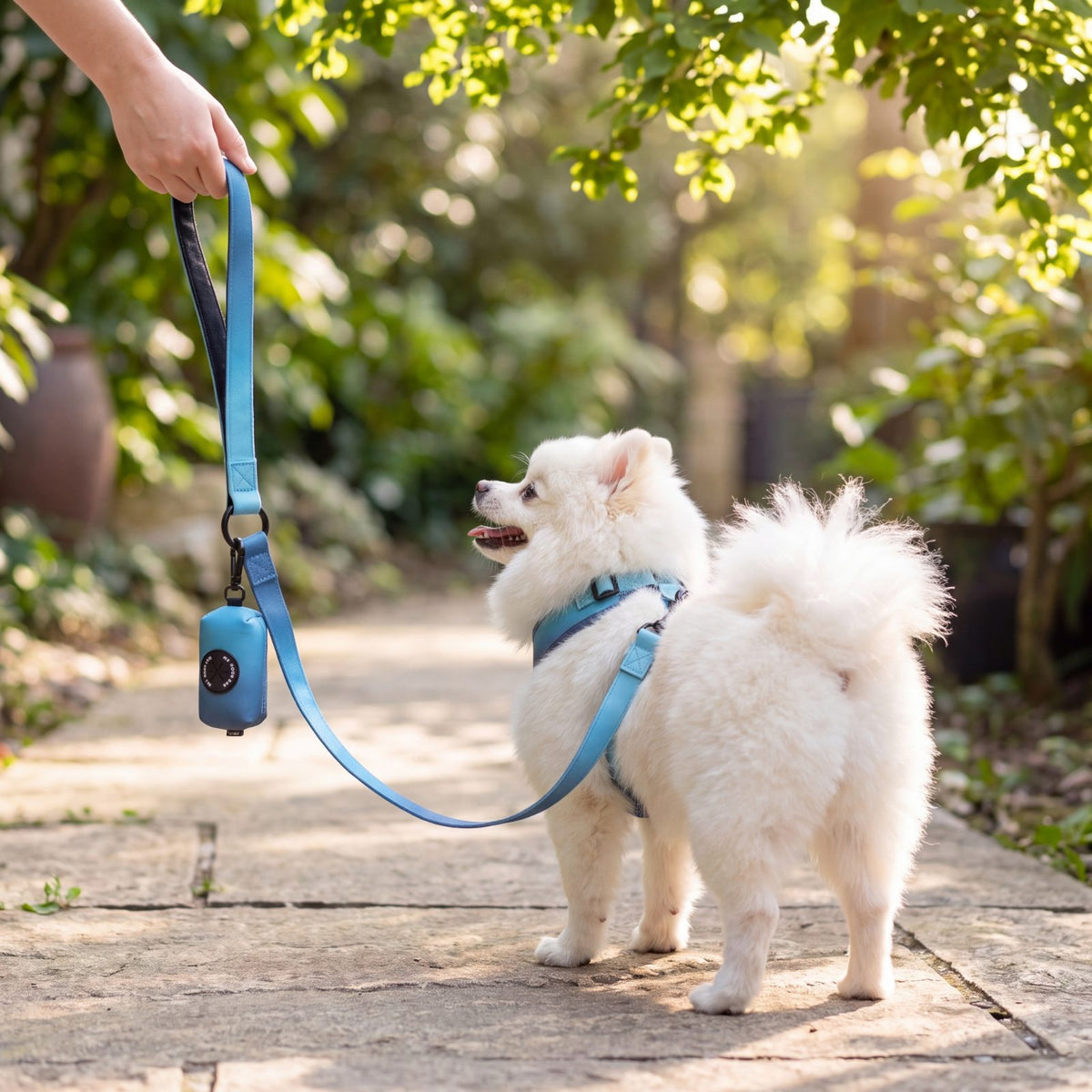 Petit chien blanc en balade dans une allée arborée portant le harnais dégradé bleu, laisse tenue en main avec le distributeur de sacs assorti
