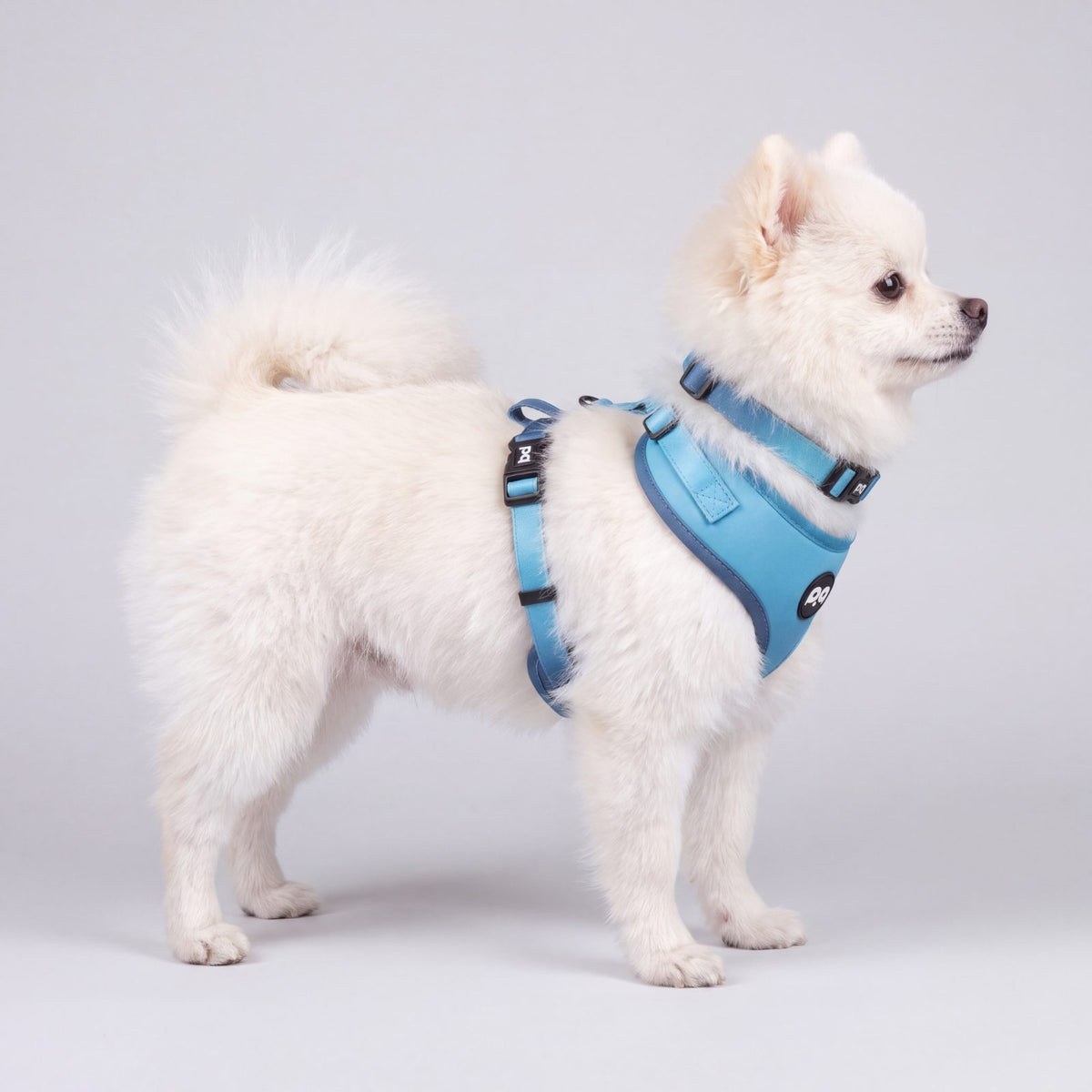 Petit chien blanc debout de profil portant le harnais et le collier dégradé bleu ciel à bleu marine sur fond clair