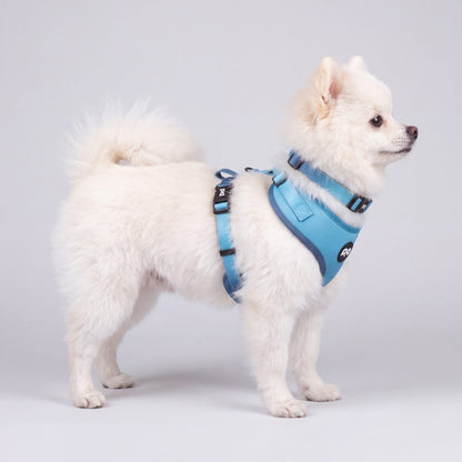 Petit chien blanc debout de profil portant le harnais et le collier dégradé bleu ciel à bleu marine sur fond clair