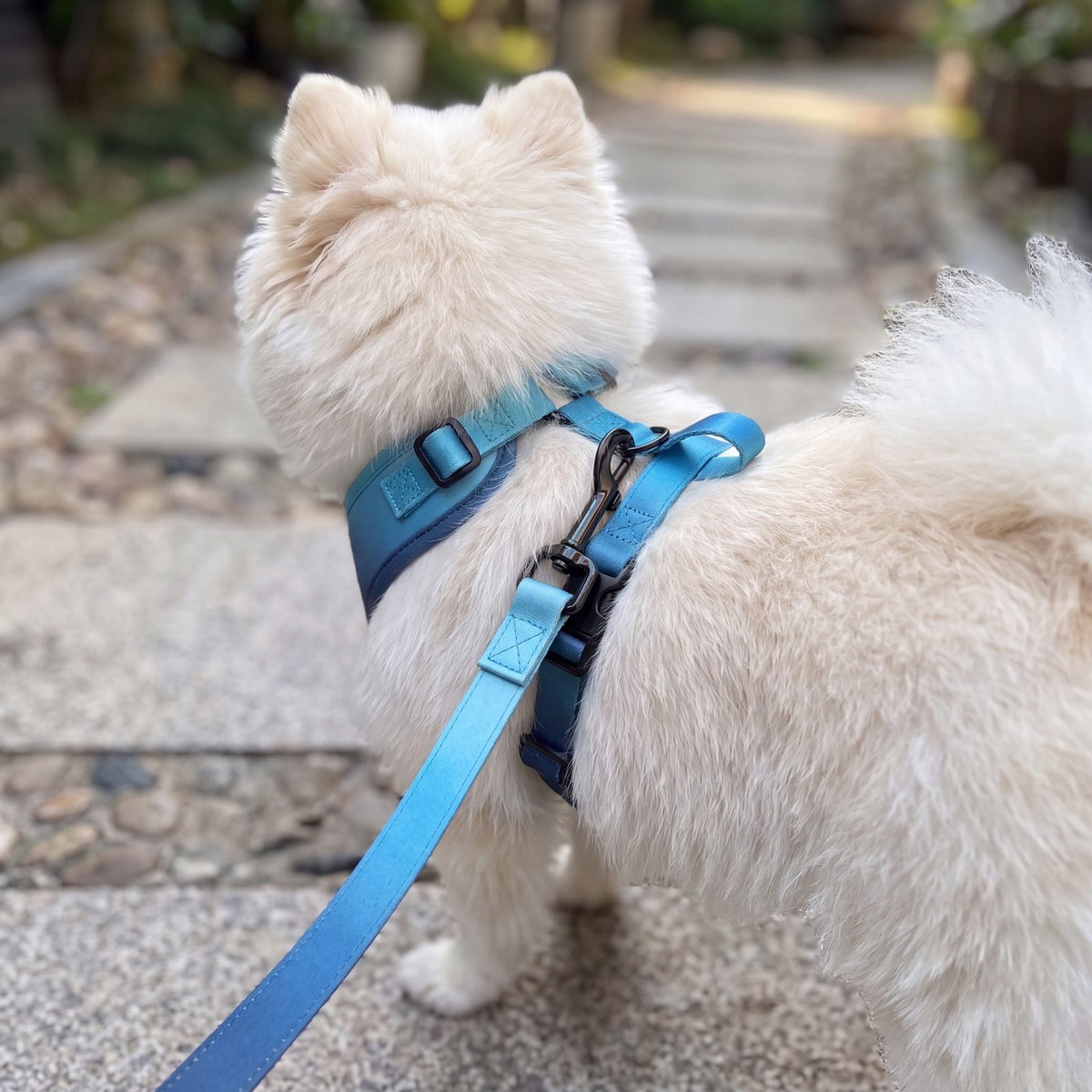 Petit chien blanc vu de trois quarts dos sur un chemin, harnais dégradé bleu ciel à bleu marine avec la laisse assortie clipsée à l'anneau