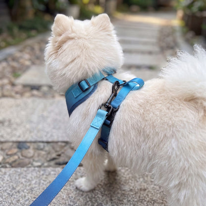 Petit chien blanc vu de trois quarts dos sur un chemin, harnais dégradé bleu ciel à bleu marine avec la laisse assortie clipsée à l'anneau