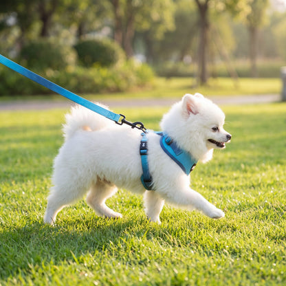 Petit chien blanc trottant de profil sur une pelouse, portant le harnais dégradé bleu avec la laisse assortie