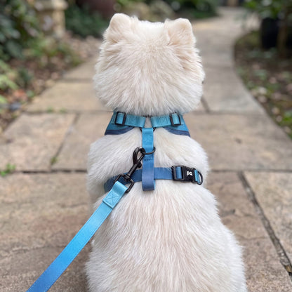 Petit chien blanc vu de dos dans une allée, laisse dégradé bleu attachée à l'anneau dorsal entre les sangles du harnais