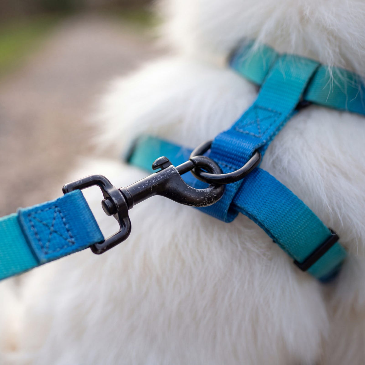 Gros plan sur le mousqueton de la laisse clipsé à l'anneau dorsal du harnais dégradé bleu pour petit chien