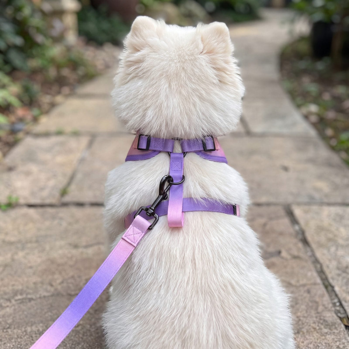 Petit chien blanc vu de dos dans une allée, laisse dégradé rose et violet attachée à l'anneau dorsal entre les sangles du harnais