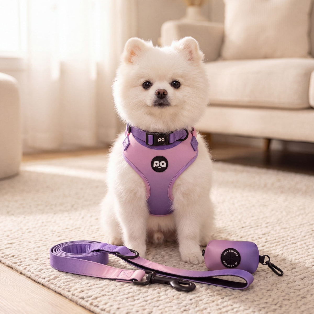Petit chien blanc assis de face dans un salon portant l'ensemble harnais et collier dégradé rose et violet, laisse et distributeur de sacs posés à côté