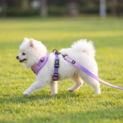 Petit chien blanc trottant de profil sur une pelouse, portant le harnais dégradé violet avec la laisse assortie