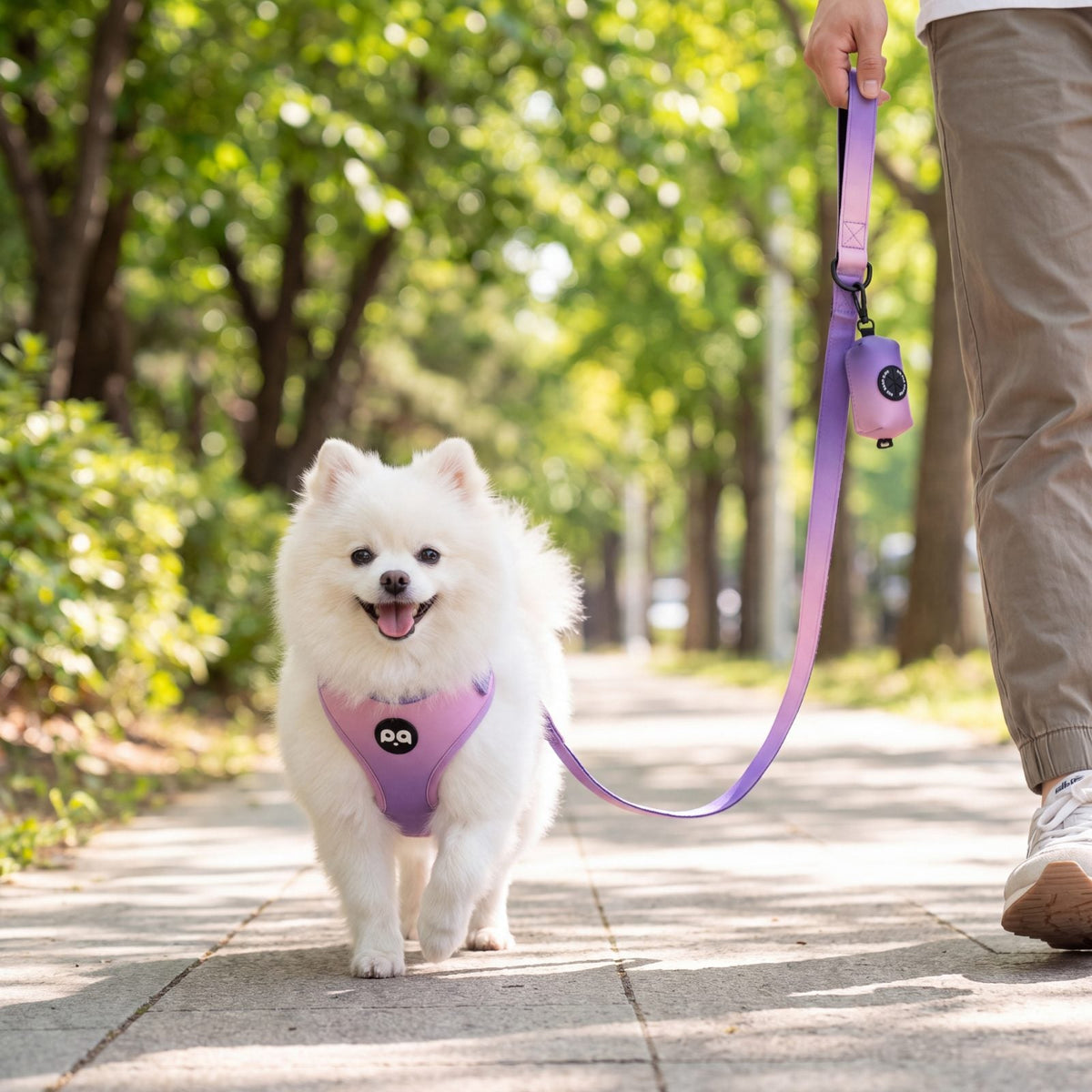 Petit chien blanc en balade sur un trottoir arboré portant le harnais dégradé violet, laisse tenue en main avec le distributeur de sacs assorti