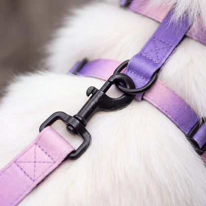 Gros plan sur le mousqueton de la laisse clipsé à l'anneau dorsal du harnais dégradé violet pour petit chien